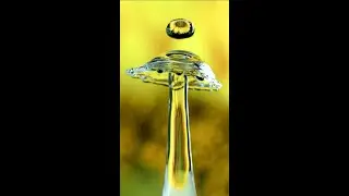 Sunflower Water Drop at 2,500 fps