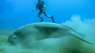 Dugong diving, Egypt