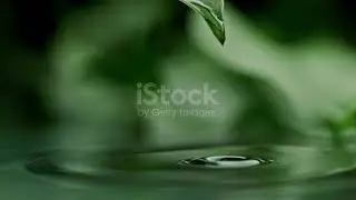 forest breeze