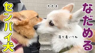 もとは不仲だった先輩犬が、興奮する後輩犬を優しくなだめてくれました！