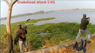 Snakehead live attack on frog lure |  Amazing size | #jumpfrog #murrelfishing  #monstersnakehead