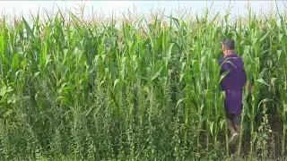 Celebrate WNY: Eden Corn Festival underway