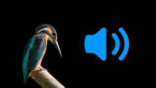 Nature Ambience, Birds Chirping (HD) | Free Sound Pack