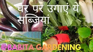 किचन गार्डन की केयर कैसे करें। #how to care kitchen garden #gardening #vegetables #plants #ytviral 