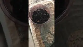 Making a worm casting extract.