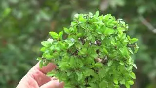 Mame Chinese Elm / Ulmus Parvifolia