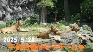 【ライオン】2025/5/28の午前当番は女子チーム🐱　とべ動物園