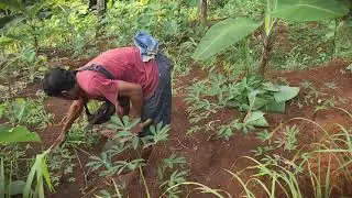 Crop Care: Cleaning Weeds from Tapioca Plants _FarmersLife _Shorts