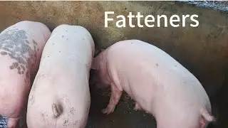 Harvesting period for FATTENERS 3 to 4 months. #fattening #piggeryfarming #hograiser #baboyan