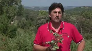 Integrated Management of Eastern Redcedar