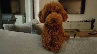 Mi experiencia con un caniche toy | ¿Es el perro ideal para ti?