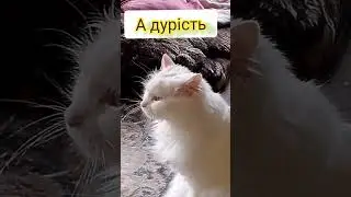 #calmcats #життя
