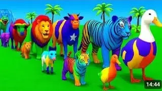 Catch beautiful Dakhni teetar voice pigeon baby catch goat baby funny goat baby animals kids 2026