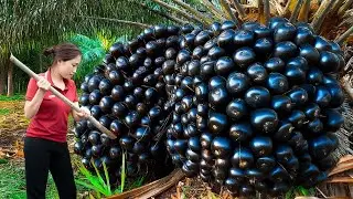 Woman Harvesting Fossilized Black Coconuts to Sell | How Make Delicious Whole Coconut Sticky Rice