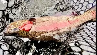Urban Fly Fishing SUCCESS - A Day Filled w/BIG Rainbow Trout