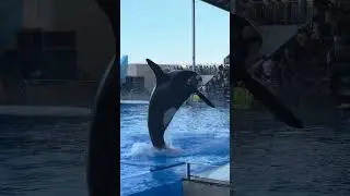 Panghu at Shanghai Haichang Ocean Park