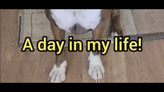 A day in the life of Bobby the boxer dog!
