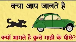 why dogs run behind car