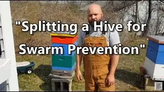 Beginner Beekeeping: Splitting a Hive for Swarm Prevention