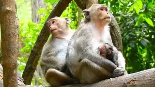 Jonna Sits Nearby as Sister Jazzy Nurses Baby Jiva Peacefully