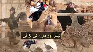  Teetar aur aseel murgh ki fight || fight  between  Partridge and roaster 