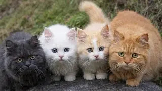 Cute Kittens Playing 🐾 | Real Cat Sounds for Kittens to Watch