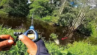 Sambaran ikan toman bruttal di sungai air hitam pedalaman kalimantan😱