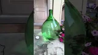 Carboy wine jug to fish tank *old video, never used as a fish tank* #upcycle #diy #shorts #fishtank