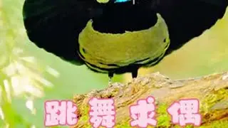 跳舞求偶的极乐鸟，没点才艺都找不到对象\#极乐鸟 #一代人有一代人的动物世界 #神奇动物在抖音 #动物的迷惑行为 #奇妙的动物