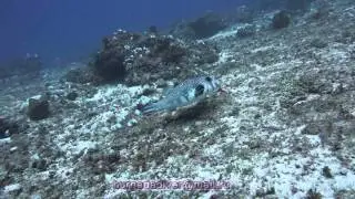 zanzibar mnemba atoll