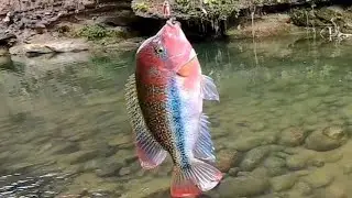 capturando guapote de rio Veracruz