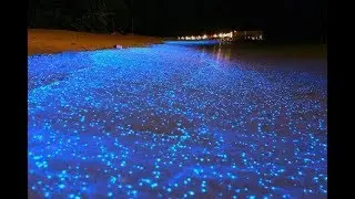 Sea of Stars | Beautiful glowing beach | Maldives Night