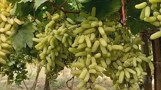 😮😮amazing super sonaka full point Solapur Barshi 16/3/23 sescribe 7000243856