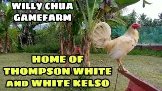 NABILI KONG THOMPSON WHITE and WHITE KELSO || BALERIANS GAMEYARD