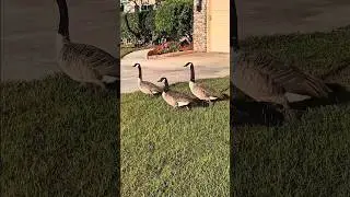 Neighborhood friends🪿#cuteanimals #geese #babygeese #saturdayshorts #alissic #moonbeans #cute #fyp