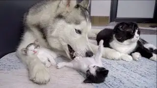 Gentle Husky Surprises Everyone with His Kitten Caring Talent