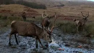 Winter Deer Feeding - Highlands