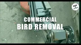 No Job is Too Big - Bird Removal & Prevention in London ON