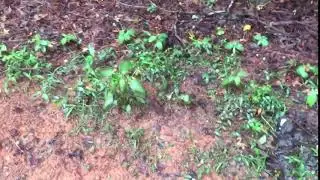 Dave&rsquo;s Non Toxic Weed & Grass Eliminator