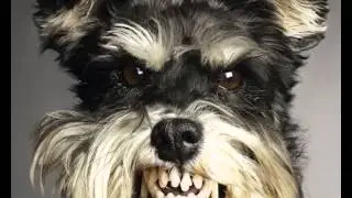 Racionais - Estilo Cachorro