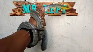 Gold Rat Snake (Gonyosoma Oxycephalum)
