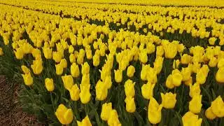 Tulpenfelder Schwaneberg SFP SUMAK
