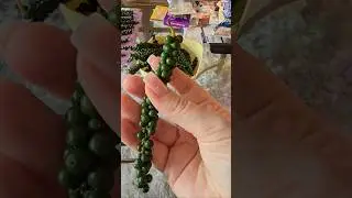 Купили НЕОБЫЧНЫЙ овощ в Таиланде