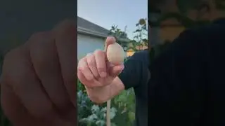 Our 19 Week Old Black Australorp Laid Her First Egg!!🥚 #blackaustralorp #layinghens #egglaying