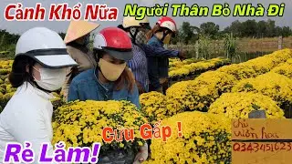 Quá Căng! Hoa Nở Sớm Người Dân Mất Trắng Hàng Chục Triệu Đồng, Người Thân Bỏ Nhà Đi Mất