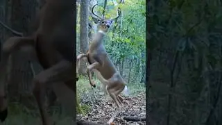 Proof that skin walkers are real           #scary #skinwalker #deer #horror