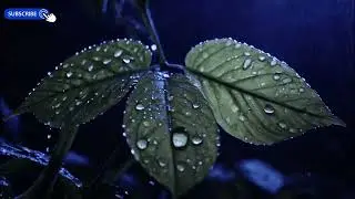 Blue Night Study Music 🎧 Alpha Waves & Binaural Beats | Dim Screen | 3 Hours