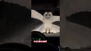 &ldquo;White Owl Lands on Our Car at Night&hellip; The Meaning Will Shock You 😱