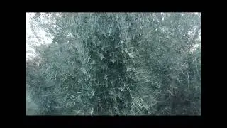 Venta de Finca de Olivar Tradicional e Intensivo en Siles