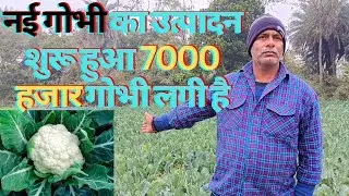 नई गोभी का उत्पादन शुरू हुआ 7000 फूल गोभी के पौधे लगे हुए हैं